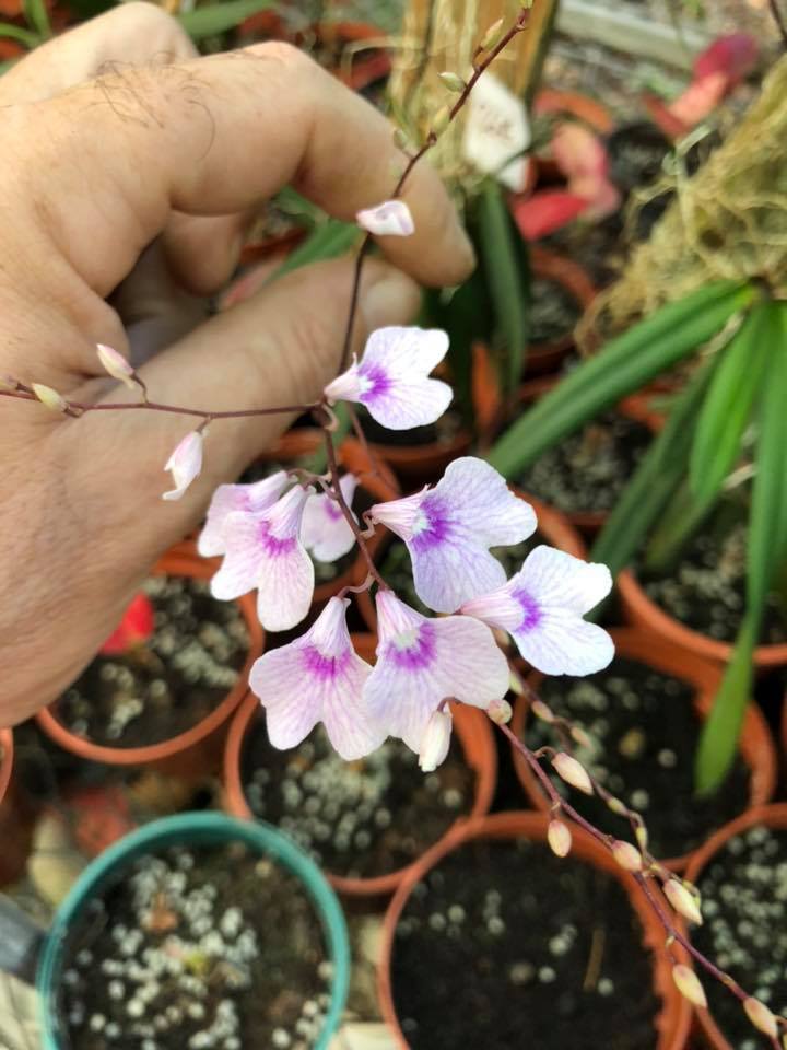 Pépinière Pinoy Orchidées