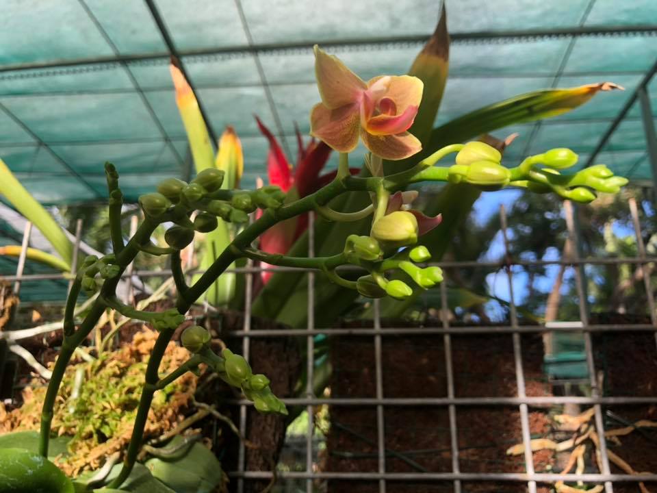 Pépinière Pinoy Orchidées